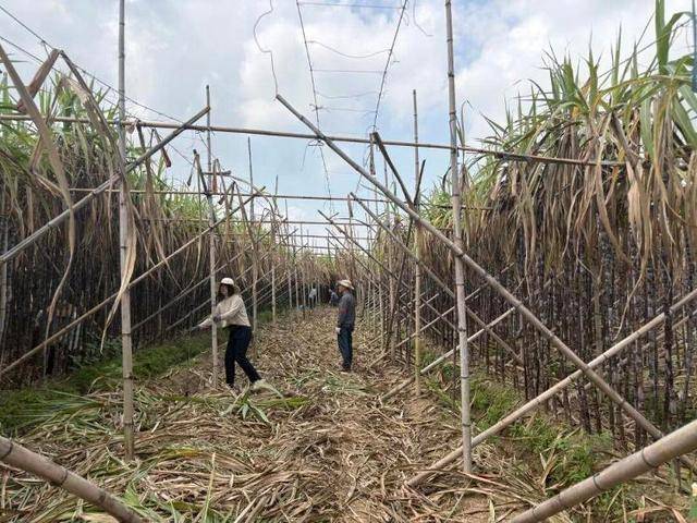 南方甘蔗1元一根，北方甘蔗18元半根，差价去哪儿了 