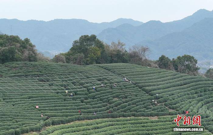 浙江杭州西湖龙井明前茶大面积开采