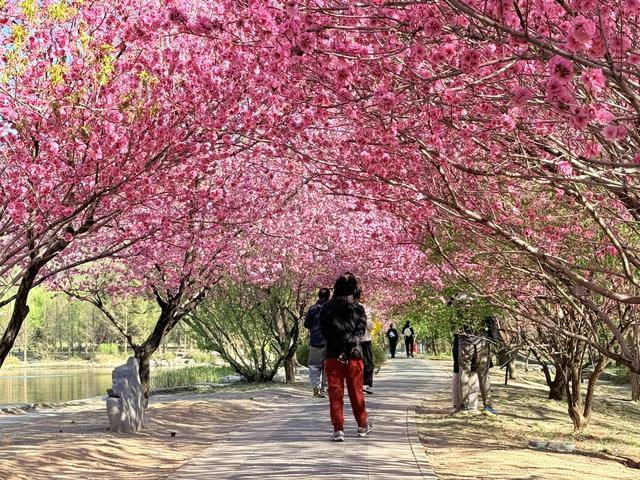 京城春日繁花似锦，出游踏青正当时