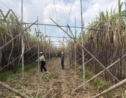 南方甘蔗1元一根，北方甘蔗18元半根，差价去哪儿了 